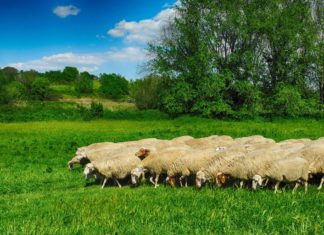 Le pecore di Roma e altro… Le pecore di Roma