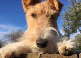 Dog Fitness Dog Fitness