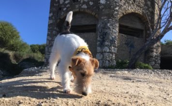 Il naso del cane: l’olfatto olfatto del cane