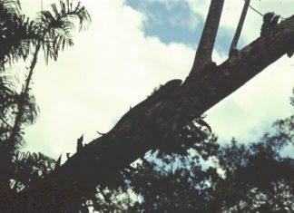 Amazzonia : il lago dei pirañas Piranas