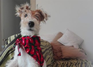 Hai un cane : cose da non fare