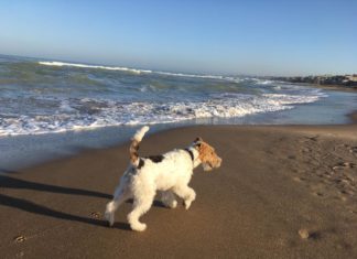 sciogliere il tuo cane