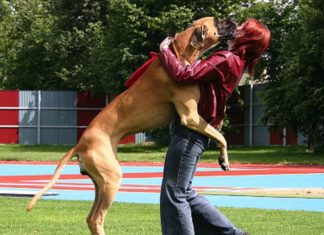 E’ un cane o un canguro? Cane che salta sulle persone