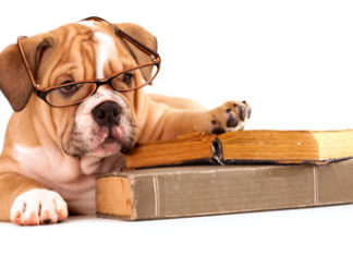 Educhiamo i nostri cani: Questa casa non è un WC Educhiamo i nostri cani