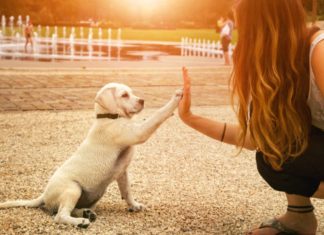 Sai come educare il tuo cane? Ecco qualche segreto Segreti per educare il tuo cane