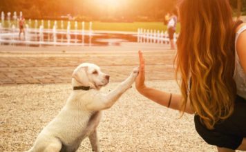 Sai come educare il tuo cane? Ecco qualche segreto Segreti per educare il tuo cane