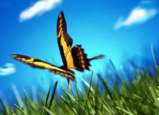 Il coronavirus, l’effetto farfalla e le crisi nelle nostre vite effetto farfalla