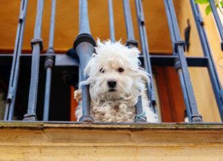 Cane in balcone