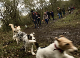 Un coniglio in Australia!