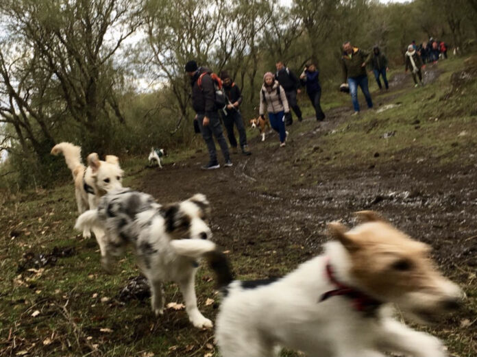Coniglio australiano