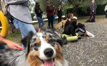 Cani col mal di testa