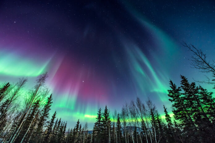 Purple and green aurora / northern Lights over tree line Aurora Boreale
