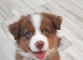 Capobranco: Sei Hitler o Mandela? Capo Branco