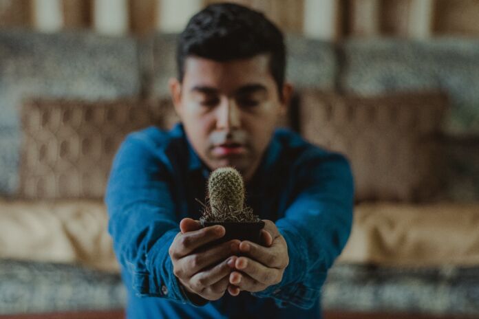 41Il segreto delle succulente