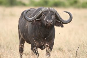 Big Five