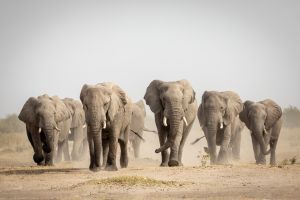 Big Five Elefanti