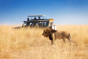 Big Five : Leone