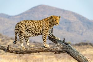Big Five Leopardo