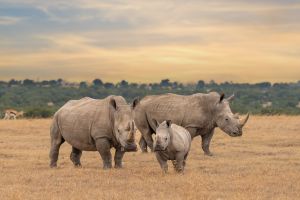 Big Five Rinoceronte